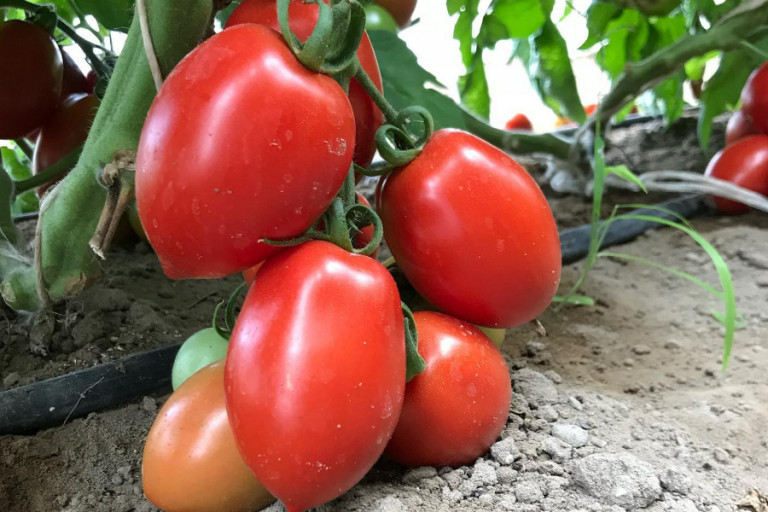 pomodoro nasone del cavallino